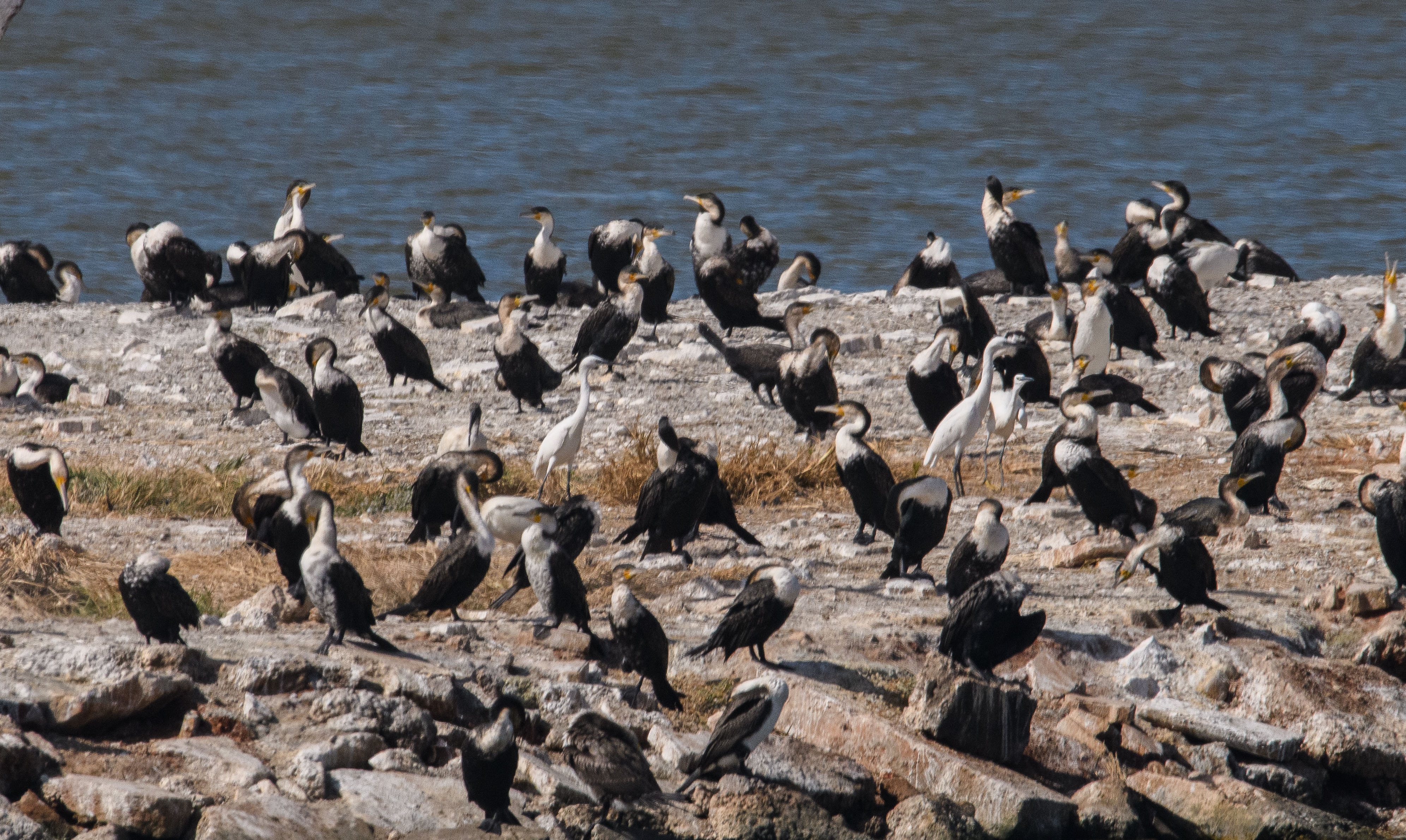 Gros plan de l'un des ilots majoritairement occupés par les Cormorans à poitrine blanche (White-breasted cormorant, Phalacocrorax lucidus), Technopole de Pikine, Dakar, Sénégal.